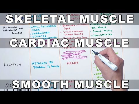 Skeletal Muscle , Cardiac Muscle and Smooth Muscle | Characteristics and Differences