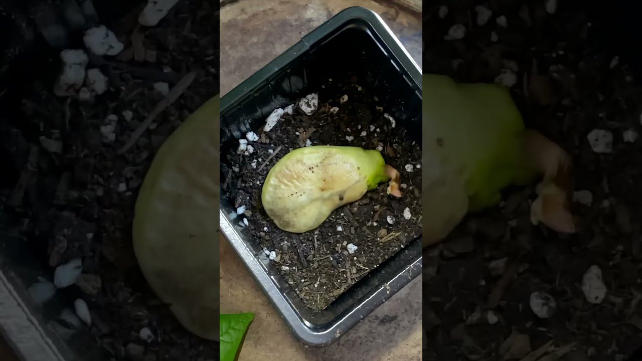 Growing A Mango Seed 2 Year Update Plants Houseplants Mangotree Garden Plantcare