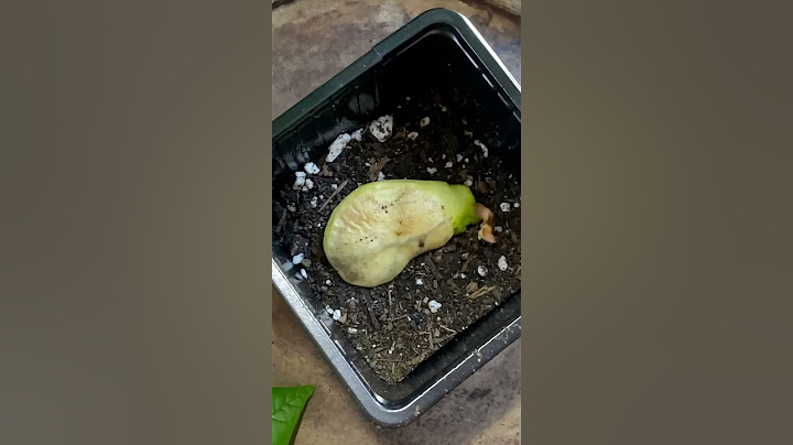 Growing a mango seed 🌱 2 year update! #plants #houseplants #mangotree #garden #plantcare