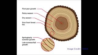 Ask A Scientist  What do we learn from tree rings?