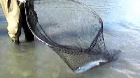 Skeena Pink Coho Steelhead