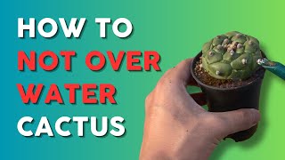 8 Tips to Prevent Overwatering Cactus