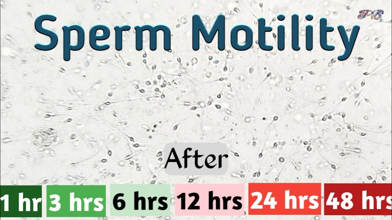 Sperm Motility