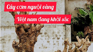 Cây cơm nguội ( cây sếu ) đặc biệt tại vn @kế bonsai#Kế BonSai