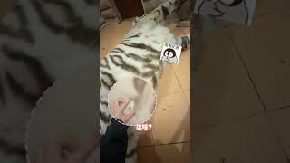 🦓: You are too rude, I am a lady