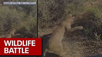 Rattlesnake, bobcat battle for a shady spot