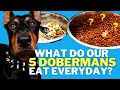 WHAT DO DOBERMANS EAT? FEEDING 5 DOBERMAN DAILY