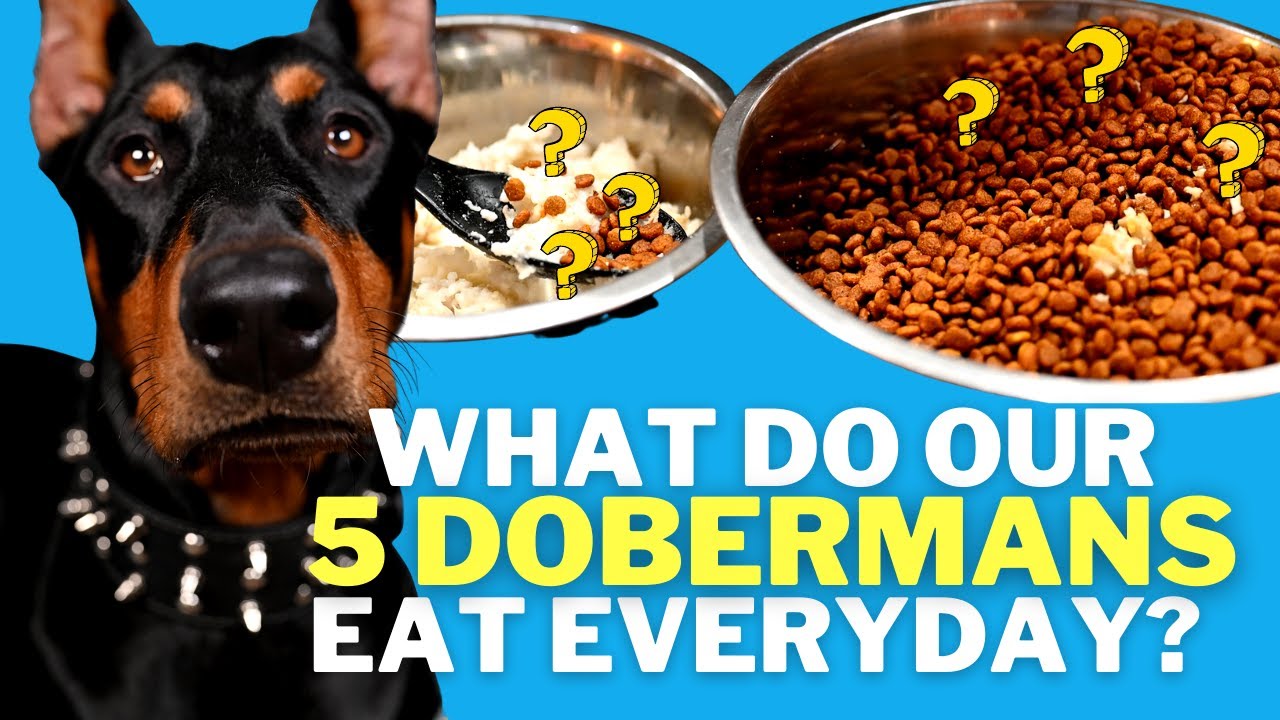 What Do Dobermans Eat? Feeding 5 Doberman Daily - Youtube