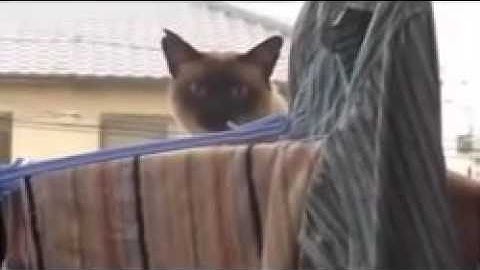 Cat Jump Fail with Music  Sail by AWOLNATION