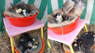 Two Hen Harvesting Eggs To  So many chicks