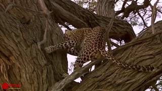 Leopard Climb Up & Chop The Tree To Catch Owls