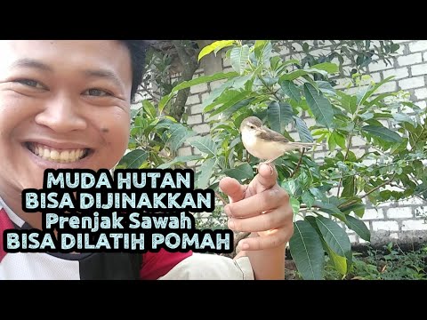 Tips menjinakkan Prenjak sawah muda hutan aman & ramah lingkungan 😎