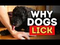 Why Does Your Dog Lick You?