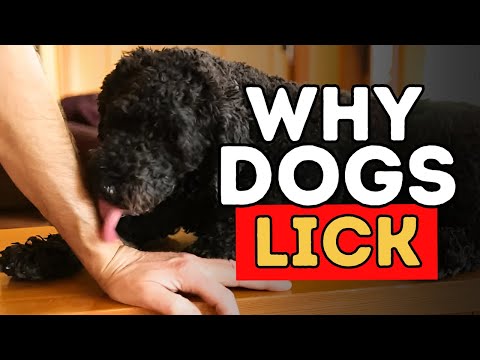 Video: Varför håller min hund slickar på mig?