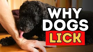 Why Does Your Dog Lick You?
