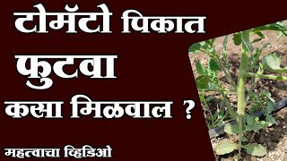 टोमॅटो पिकात फुटवा कसा मिळवाल - महत्वाचा व्हिडिओ ?।#Doctor_Kisan#टोमॅटो_लागवड#tomato_farming#slurry।