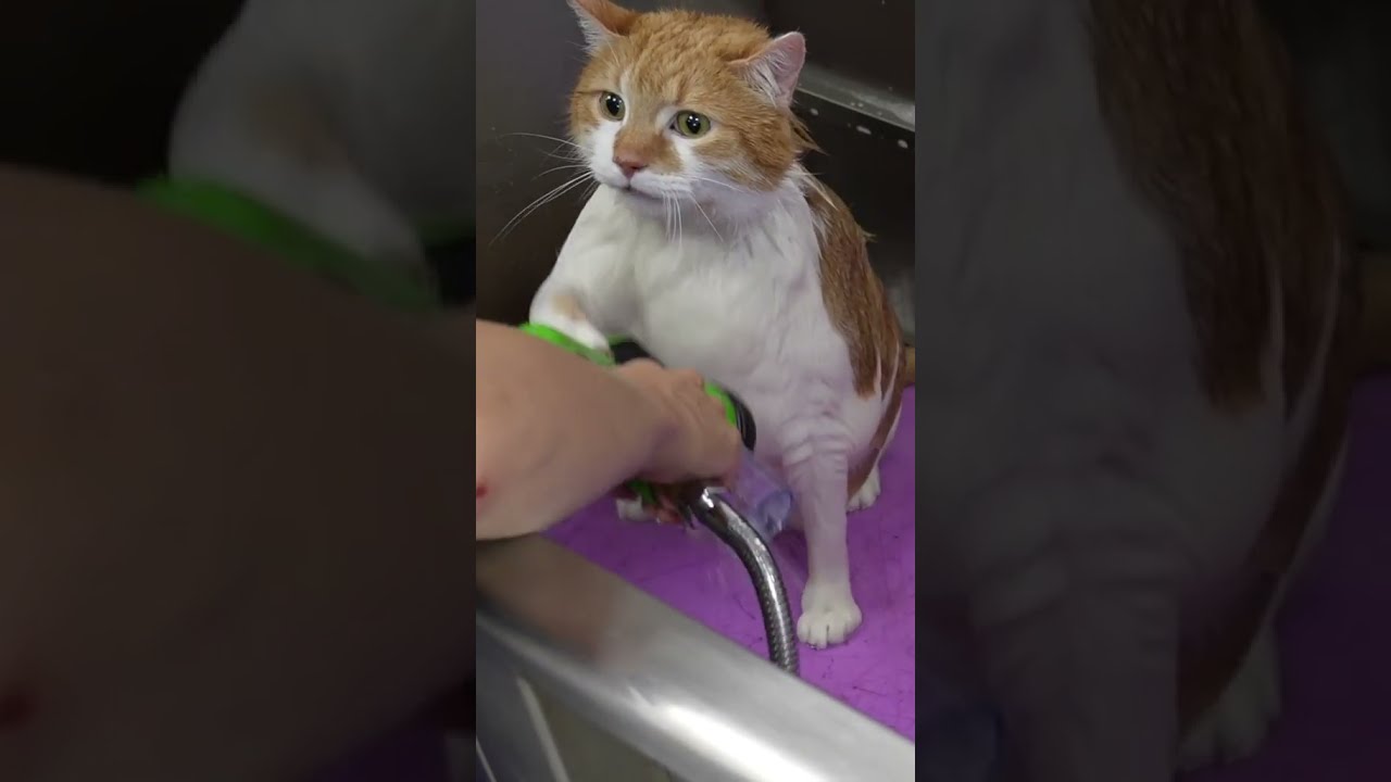 This Orange Cat Is A Tad Rotund 
