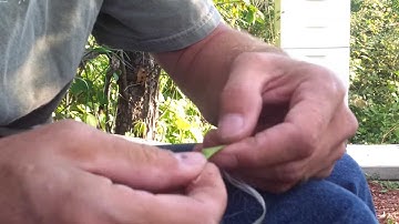 milkweed cordage