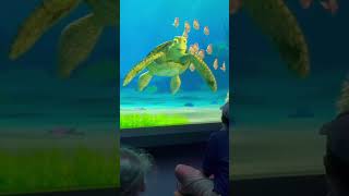 Turtle talk with crush funny moment #funny #shorts