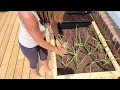 HOW TO: Transplanting GARLIC and planting ONION SETS