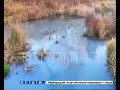 Сточная река в Павлове - в родниковую воду начали сливать канализацию