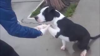 APASOS VITORIA- BAST (REF:  1504)  EN ADOPCIÓN