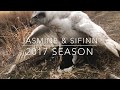 Hunting Ducks with Siberian Goshawks