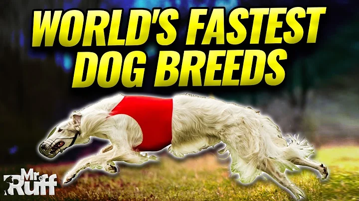 World's Fastest Dog Breeds [Top 12 Speed Demon Dogs]