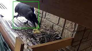 カラスに襲われるハトと雛 -Pigeons and chicks attacked by crows