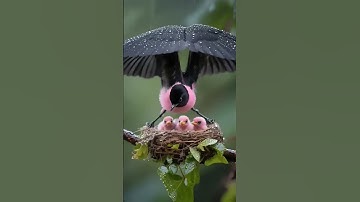 #surahikhlas🤲🤲#سورة_الإخلاص #shots #birds#nature #duet #birdsounds #beautiful #egzonibrahimi #quran