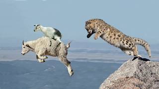 Mother Mountain Goat Protect Her Baby From Snow Leopard Hunting, Animals Hunt Fail screenshot 5