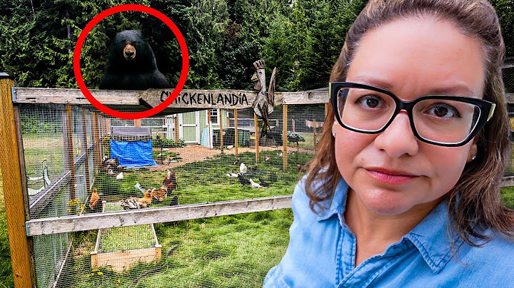 A BEAR Attacked my Chickens. 😫 Here's What I Learned.