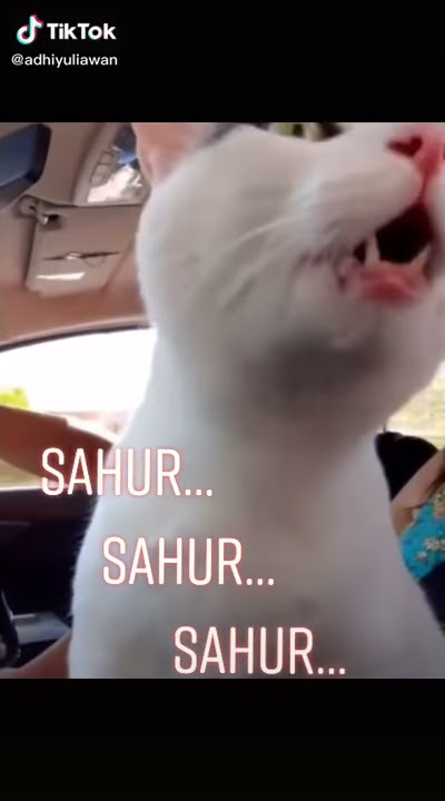Kucing sahur