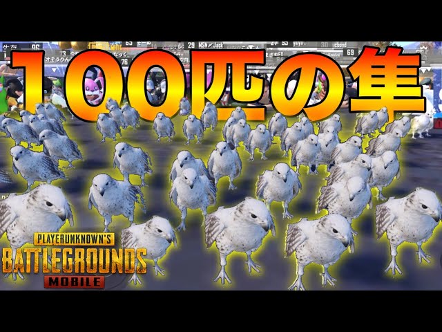 【PUBG MOBILE】100人全員で『ファルコン(隼)』を100匹のペット軍隊作ってみたwwwwww【PUBGモバイル】【まがれつ】