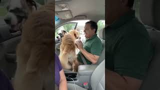 #funny dogs and people in a car wondering why the #sketchcomedy dogs are stopping us #sketchshow