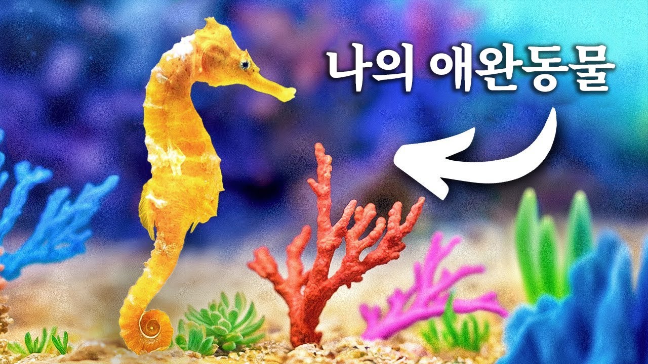 내 해마를 위해 산호초를 만들었어요