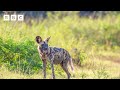 Meet Flint: The three-legged wild dog ❤️ | Kingdom – BBC
