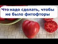 462. Что надо сделать, чтобы не было фитофторы.