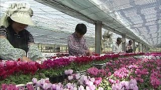 ガーデンシクラメンの出荷始まる　山梨・中央市（13/10/12）