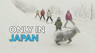 Skiers Narrowly Miss Japanese Serow | Only In Japan