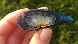 GEODES and THUNDER EGGS in Washington State