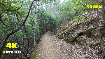 Virtual Run 4k Wild Trail Tasmania - Virtual Scenery for Treadmill
