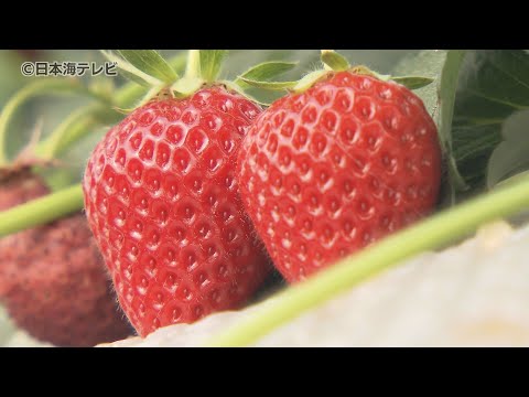 【いちご】「あきひめ」など４種類を堪能　イチゴ狩り　併設されたカフェには１０種類のこだわりスイーツも　島根県安来市