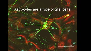 Neurons and Astrocytes: The Plot Thickens