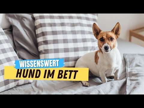 Video: Solltest du deinen Hund mit dir im Bett schlafen lassen?