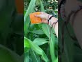 Realize NOT LOL sorry 🤮😂😂#trend#magic #tutorial #backstage #creative#shorts