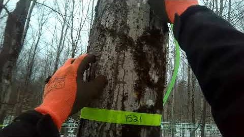 POV Maple Tree Tapping B