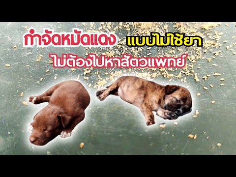 วีดีโอ: อาหารที่ทำให้เกิดอาการท้องร่วงในสุนัข