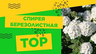 Спирея березолистная Тор - часть 2