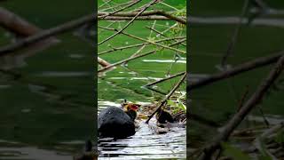 Birds Nest Coot | Sweet Family Of Coot Birds With There Cute Babies (At Nest) #shorts